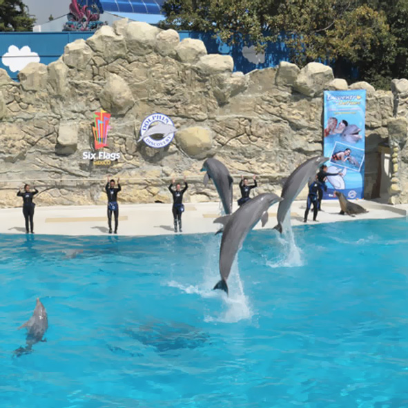 Dolphin Discovery Cancun